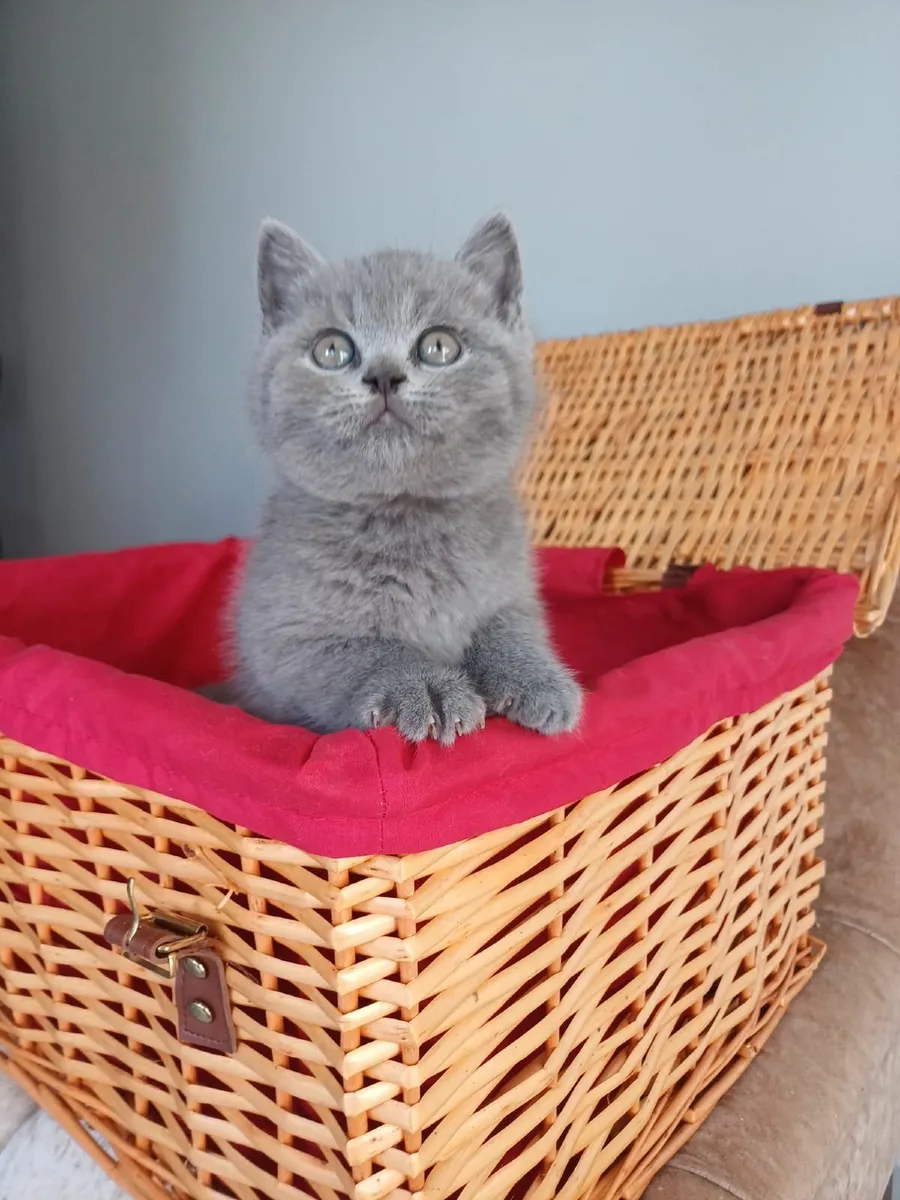 British   Shorthair kittens - Image 4