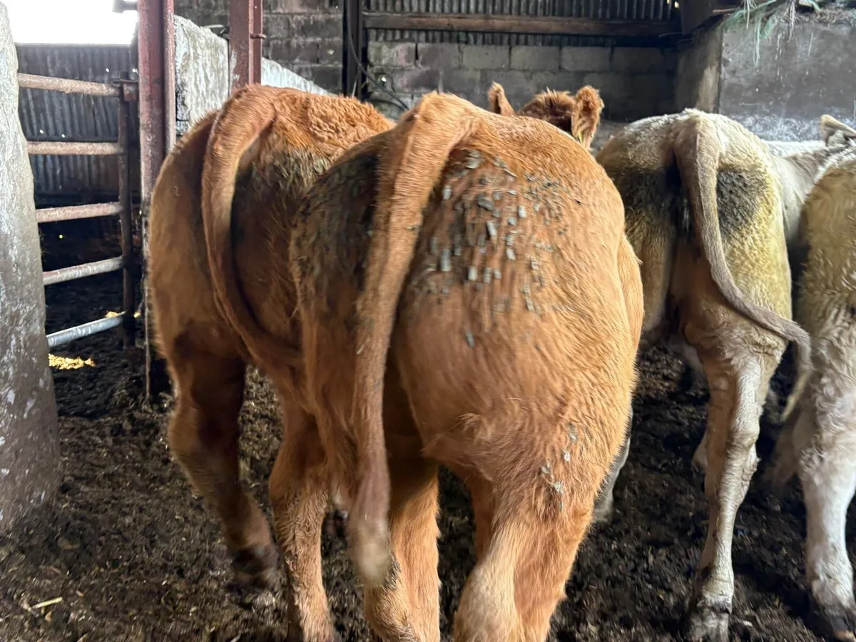 Strong R&U Charolais Store Hef - Image 1