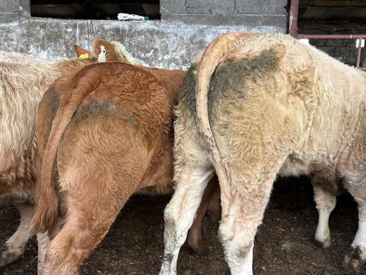 Strong R&U Charolais Store Hef - Image 2
