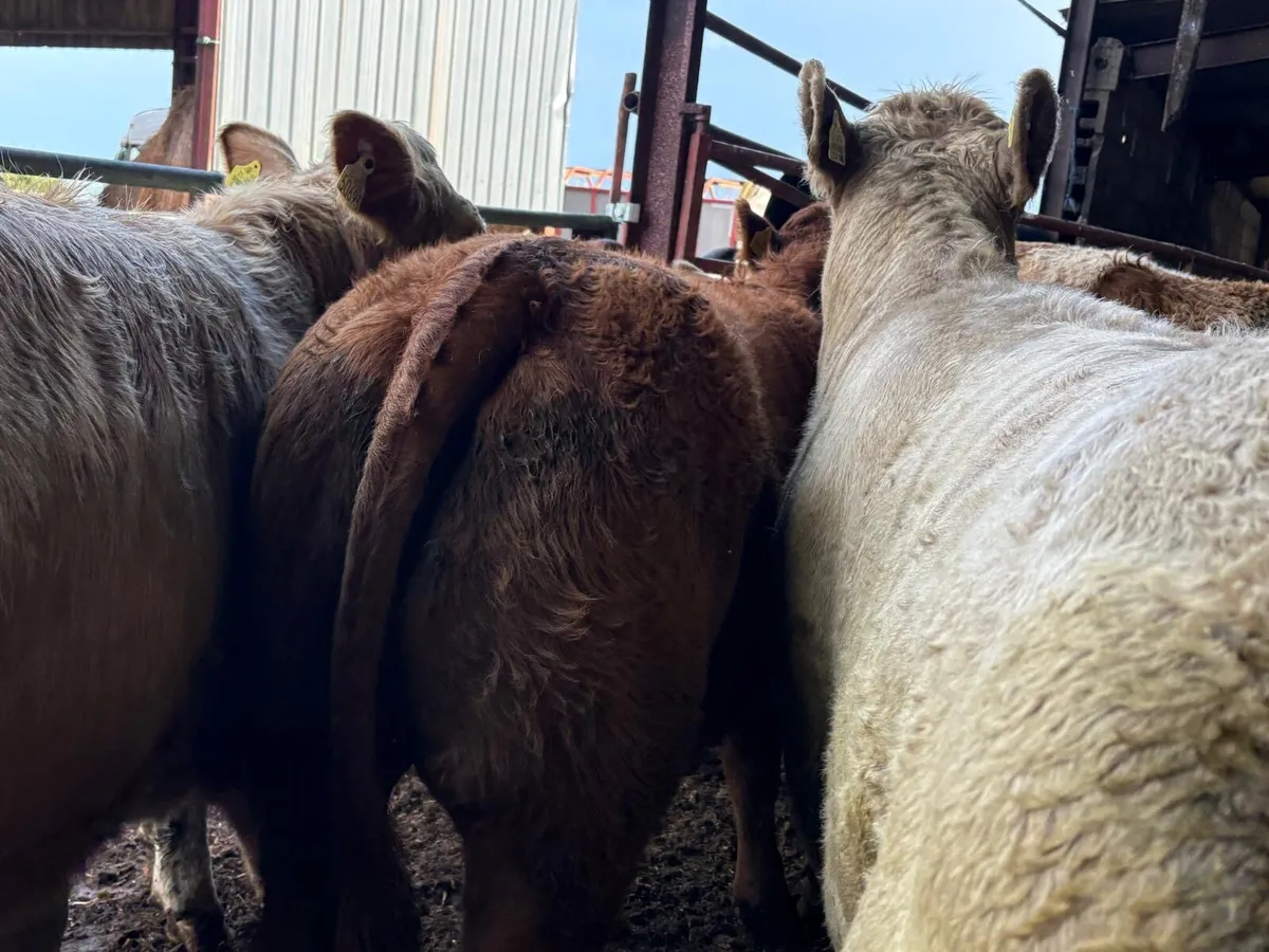 Strong R&U Charolais Store Hef - Image 3