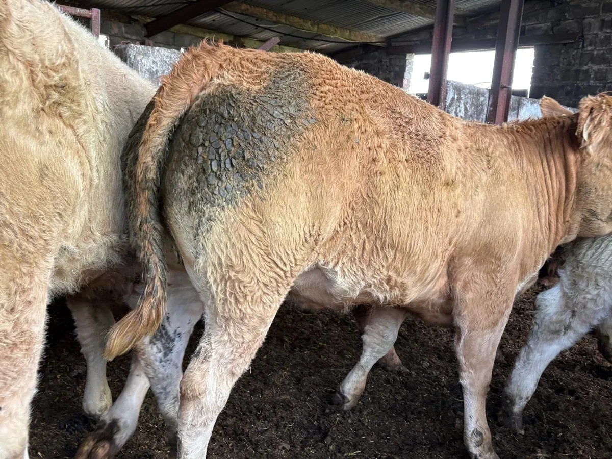 Strong R&U Charolais Store Hef - Image 4