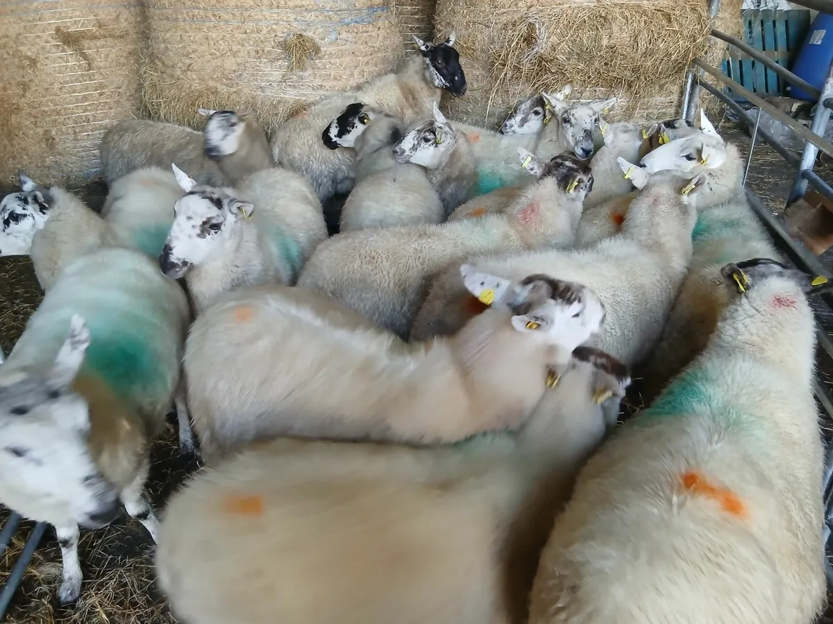 Hogget ewes - Image 1