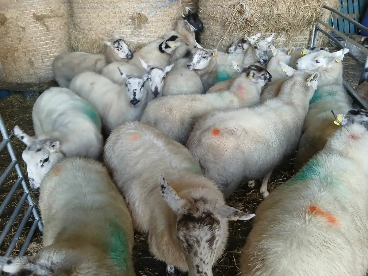Hogget ewes - Image 2