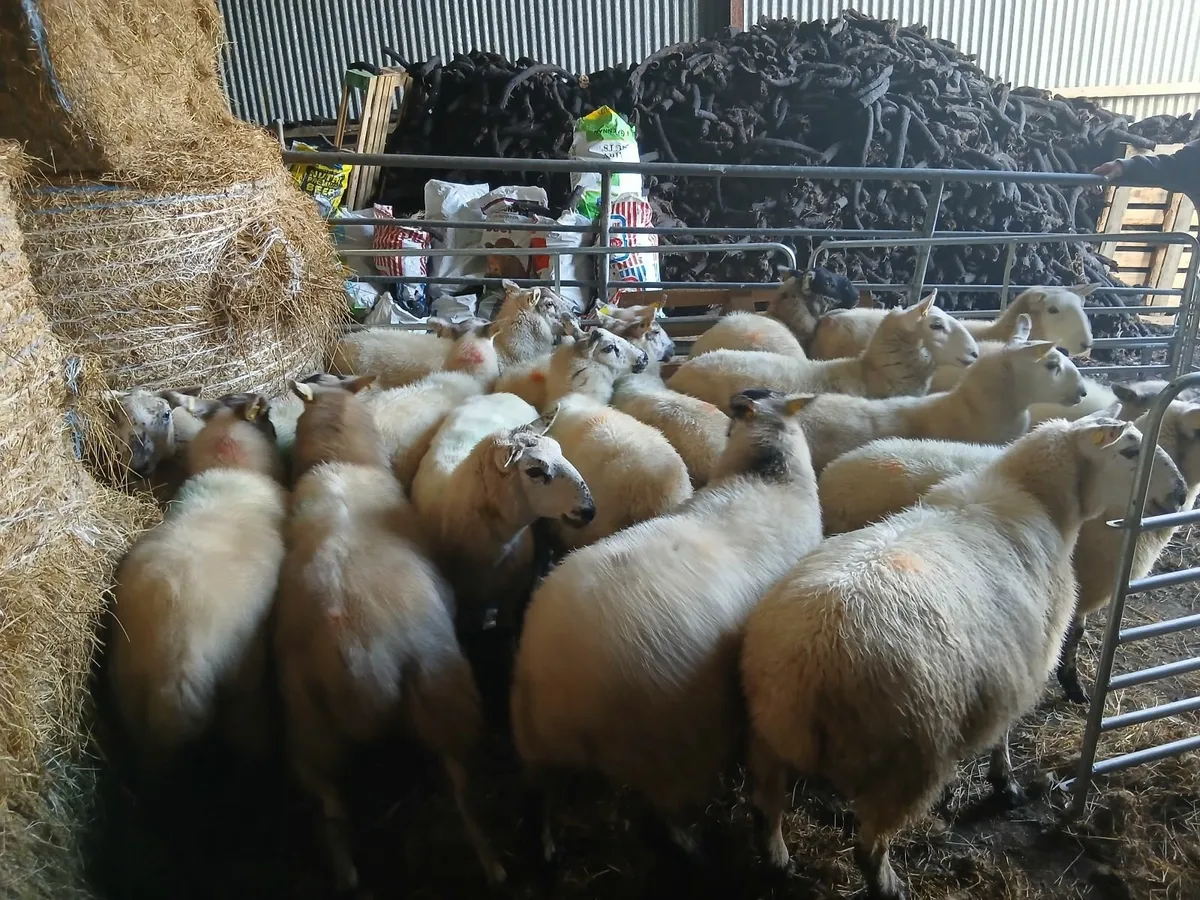 Hogget ewes - Image 3