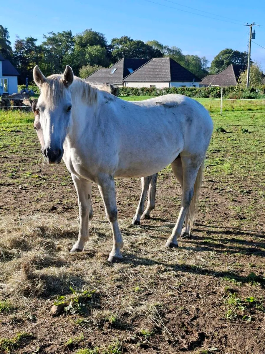 Connemara pony - Image 2