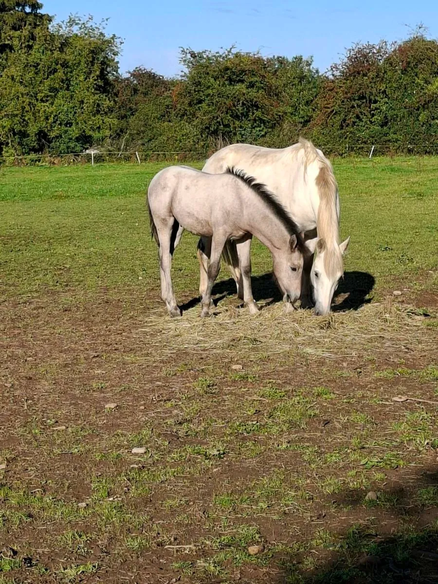 Connemara pony - Image 3