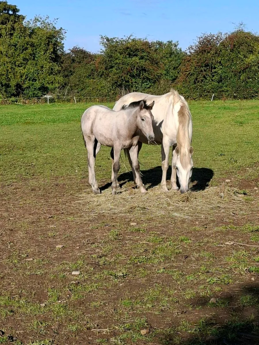Connemara pony - Image 4