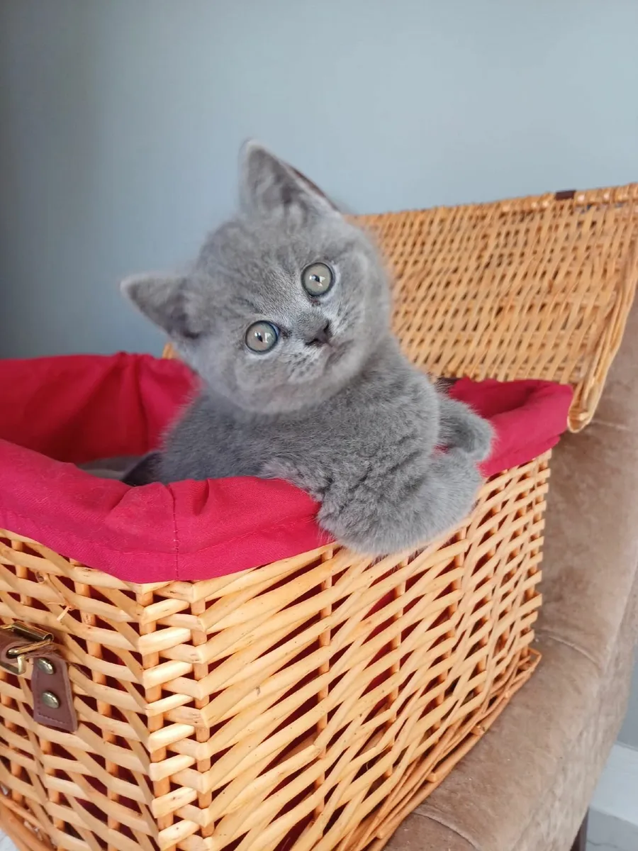 British   Shorthair kittens - Image 2