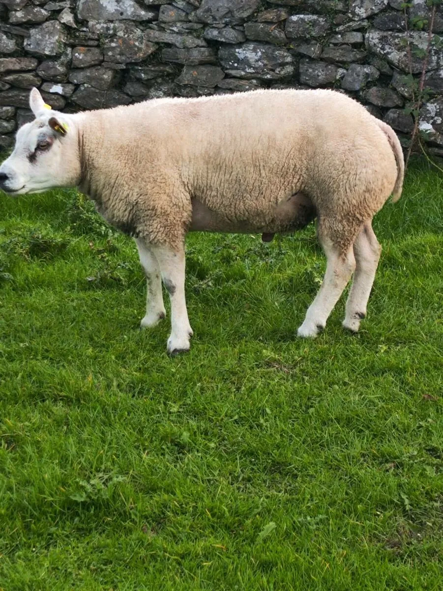 SIS PEDIGREE BELTEX HOGGET RAM - Image 1