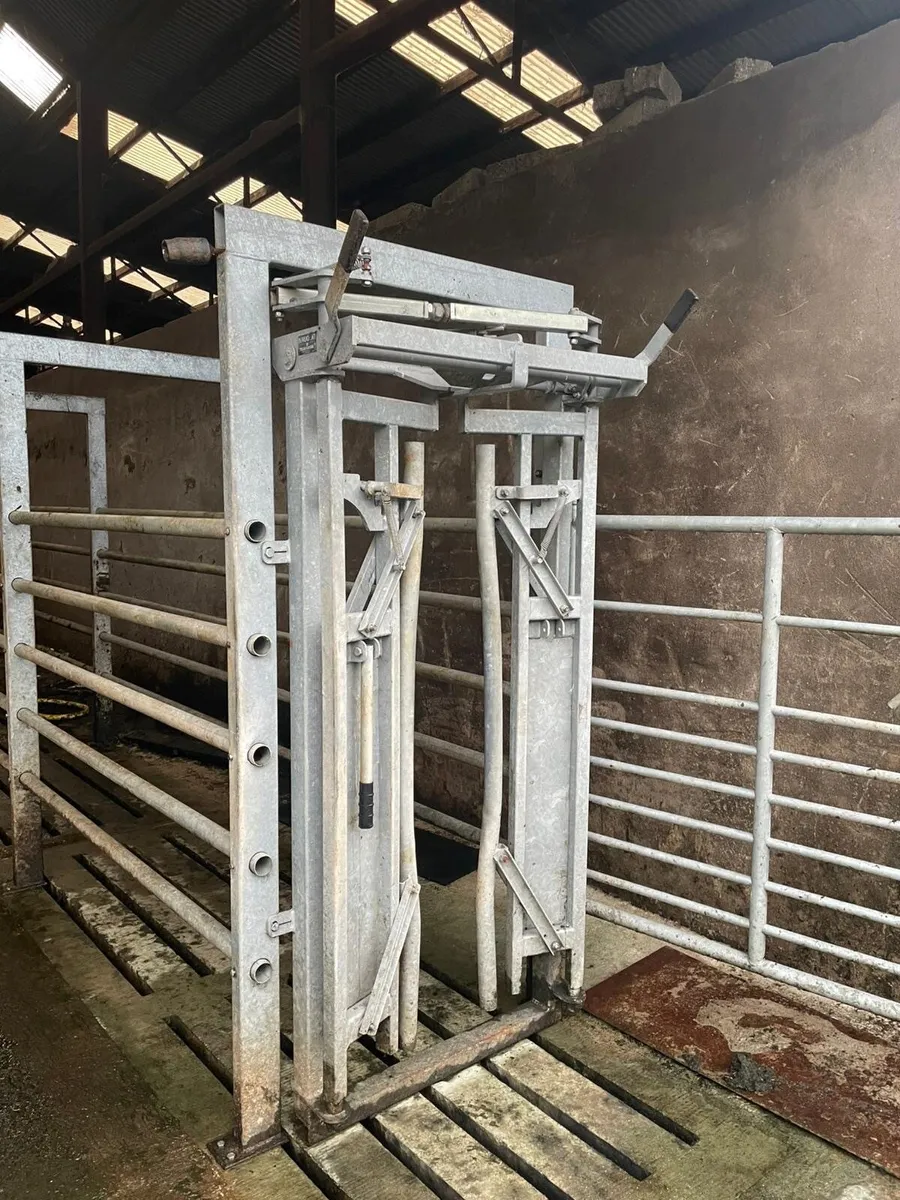 Nugent Headlocking Gate - Image 1