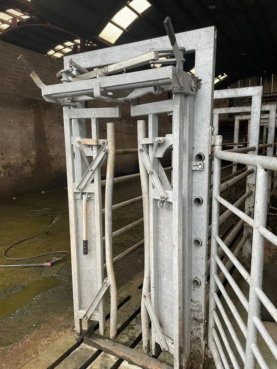 Nugent Headlocking Gate - Image 3