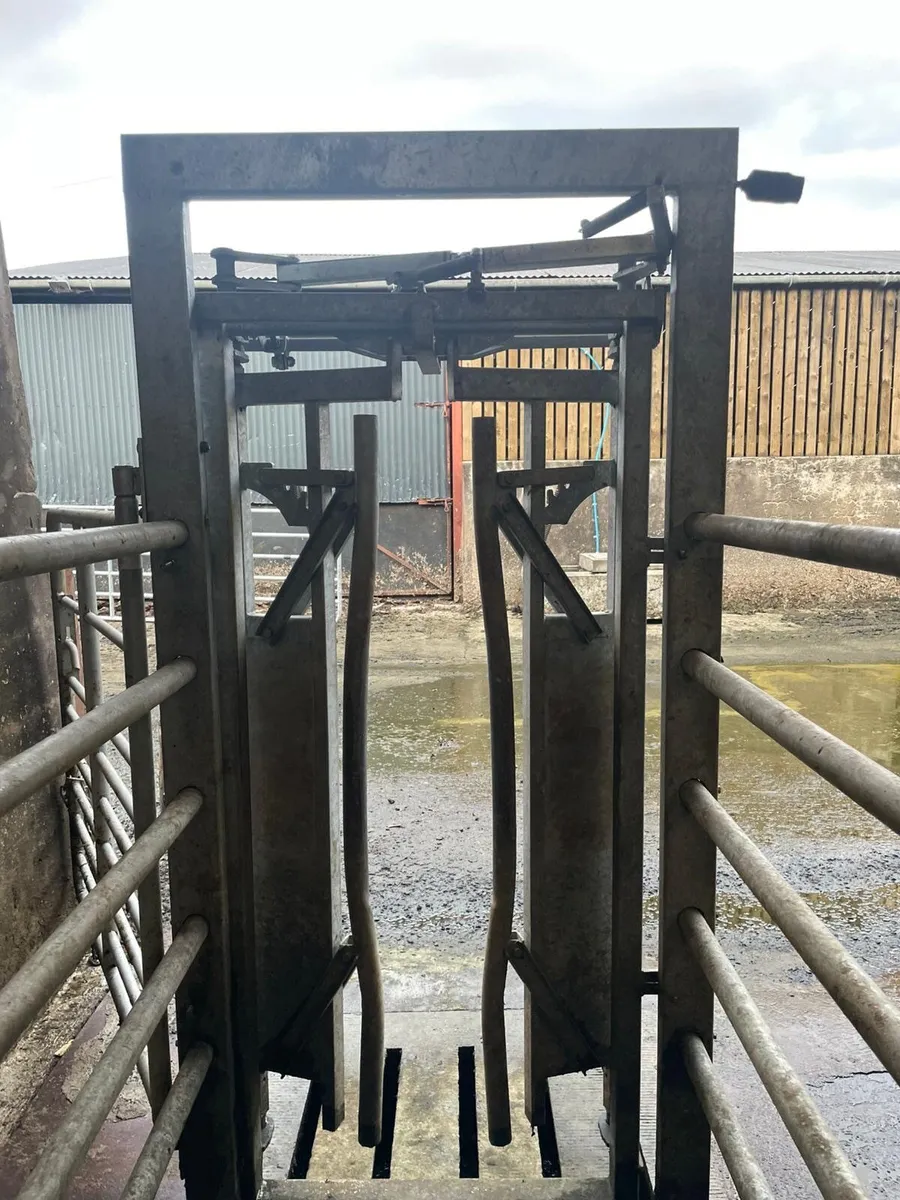 Nugent Headlocking Gate - Image 4