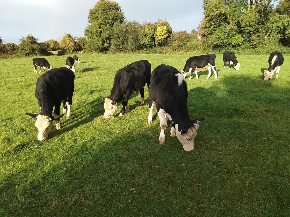 Cattle - Image 1