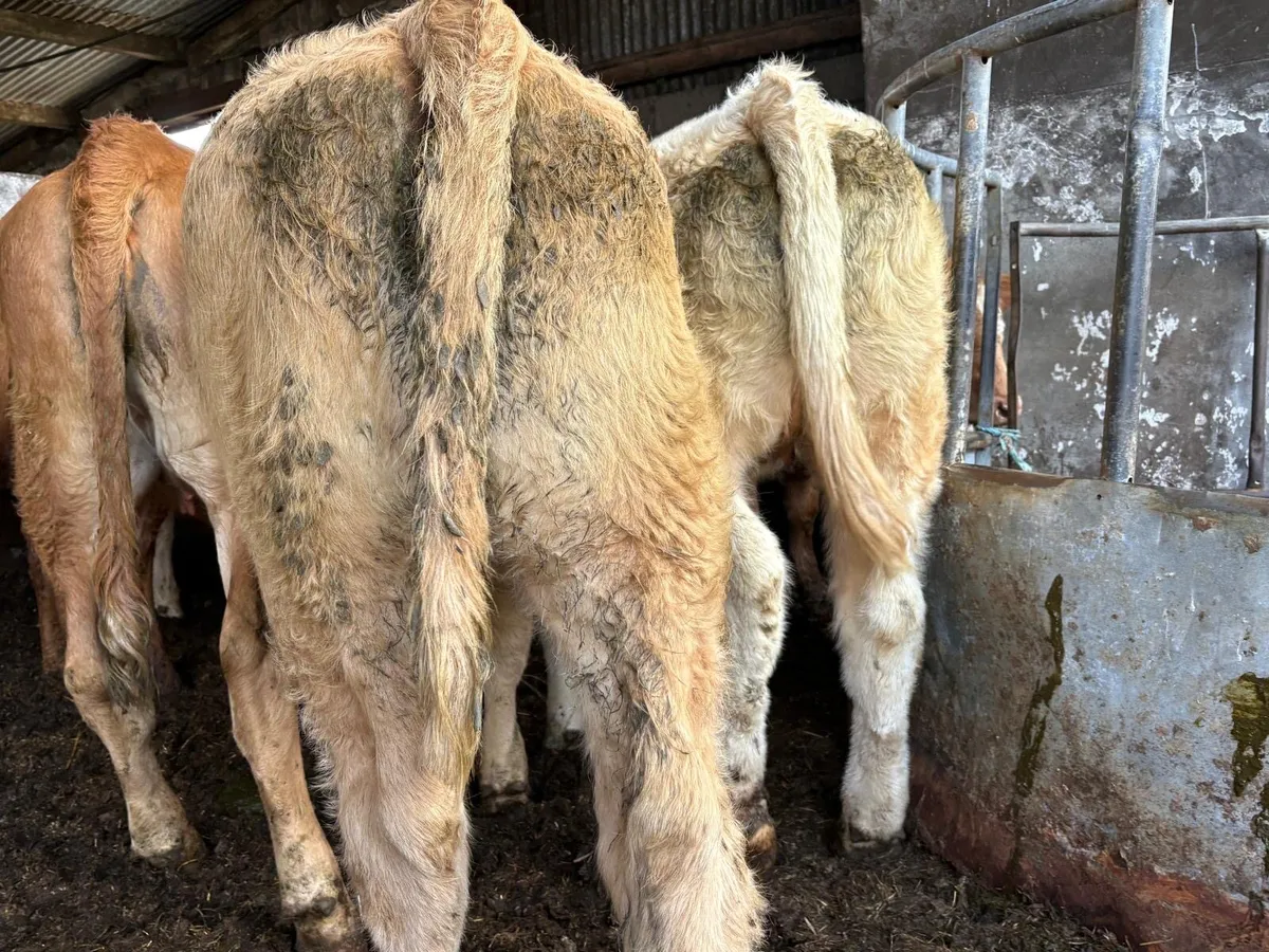 Charolais Heifers - Image 1