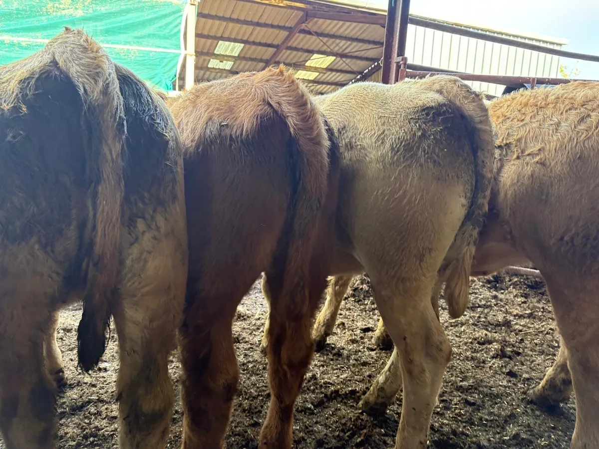 Charolais Heifers - Image 2