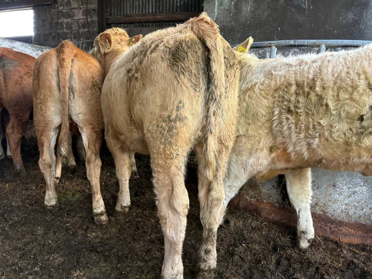 Charolais Heifers - Image 3
