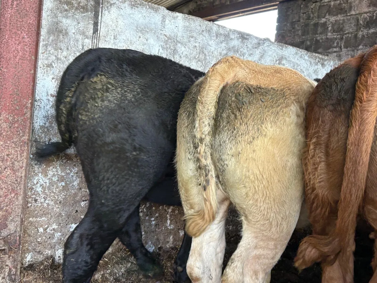 Charolais Heifers - Image 4