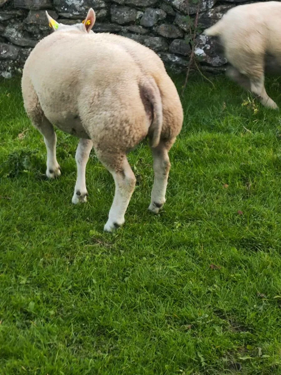 SIS PEDIGREE BELTEX HOGGET RAM - Image 2