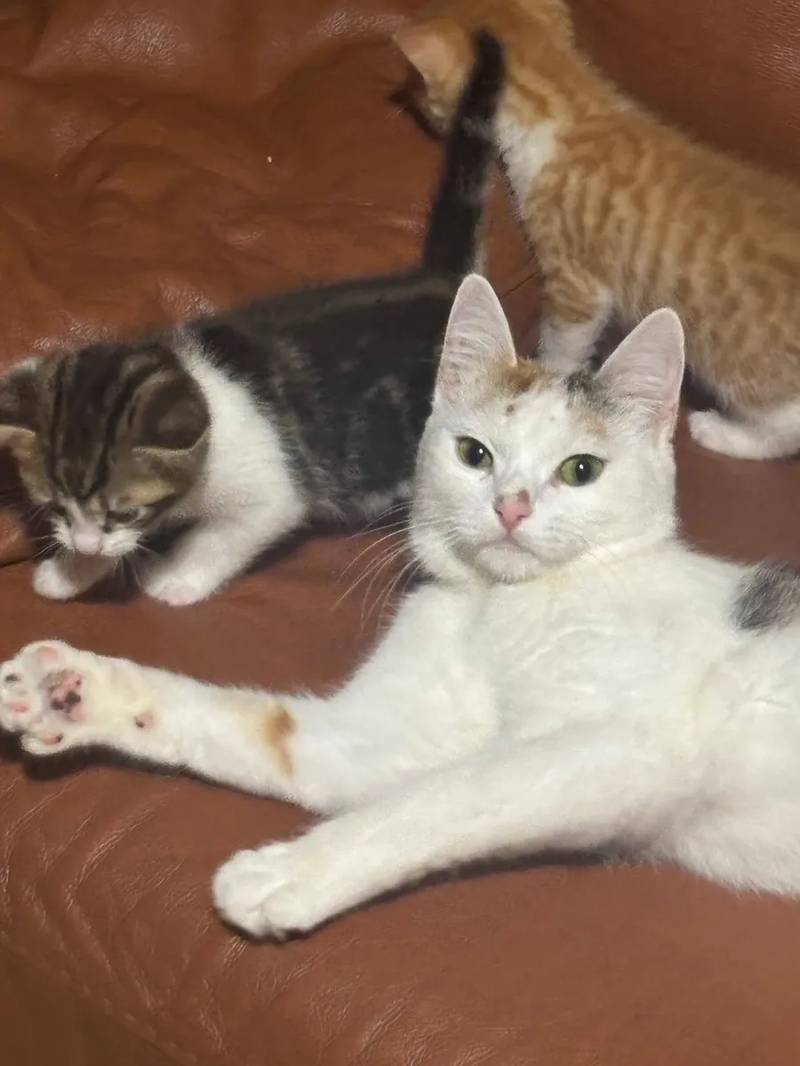Kittens - Image 1