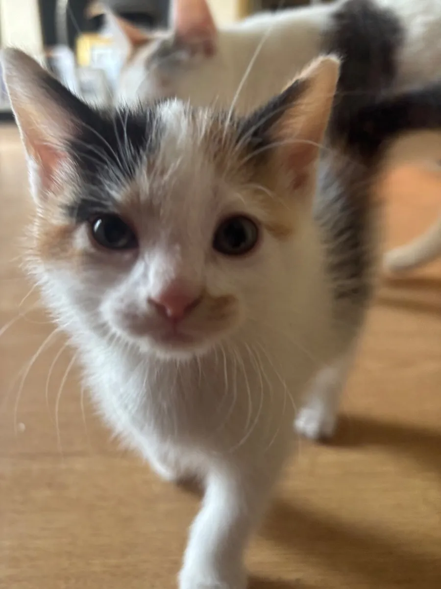Kittens - Image 3