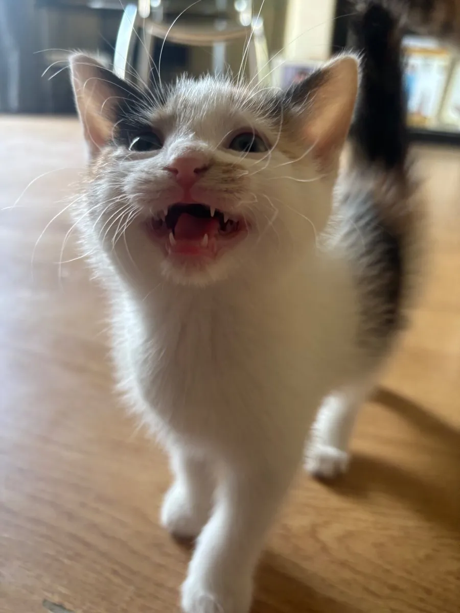 Kittens - Image 4