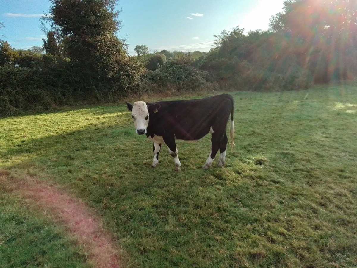 Cattle - Image 3