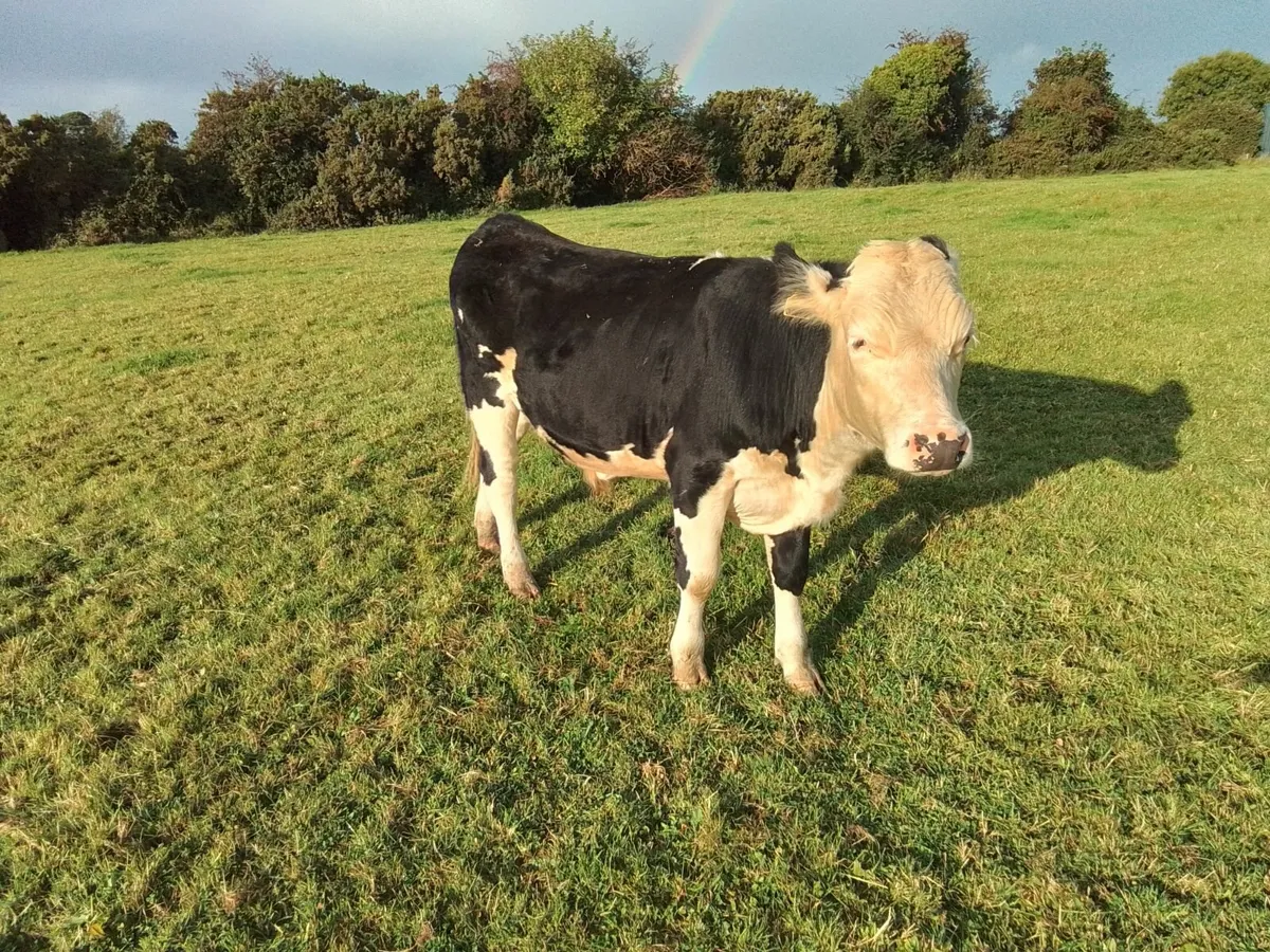 Cattle - Image 4