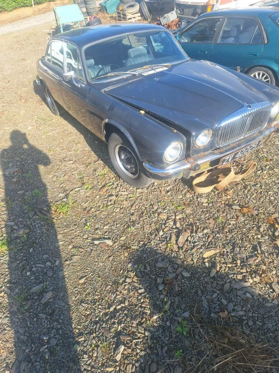 Jaguar - Image 3