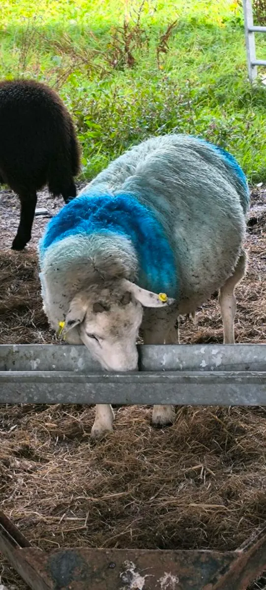 Rams - Image 1