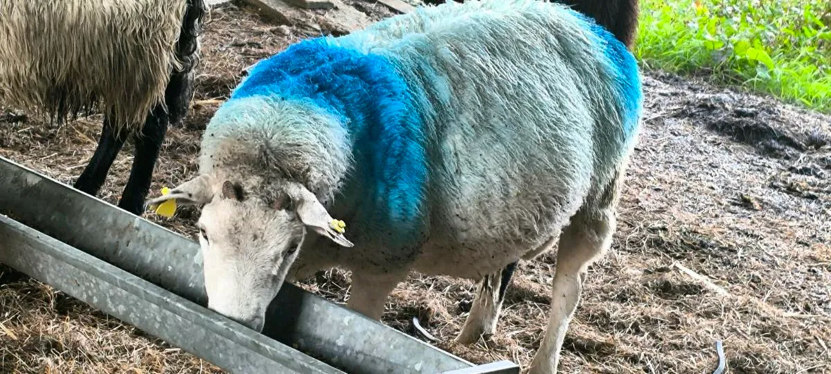 Rams - Image 2