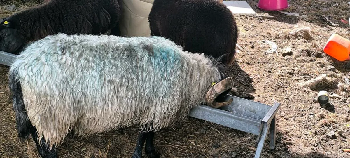 Rams - Image 3