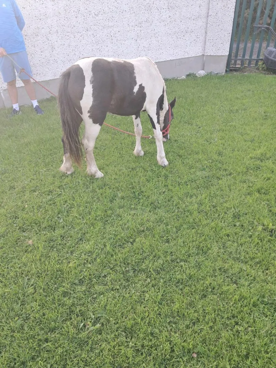 3 year old mare pony - Image 2