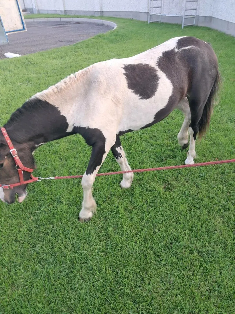 3 year old mare pony - Image 3