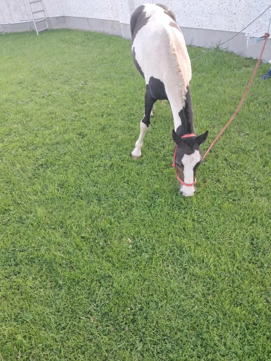 3 year old mare pony - Image 4