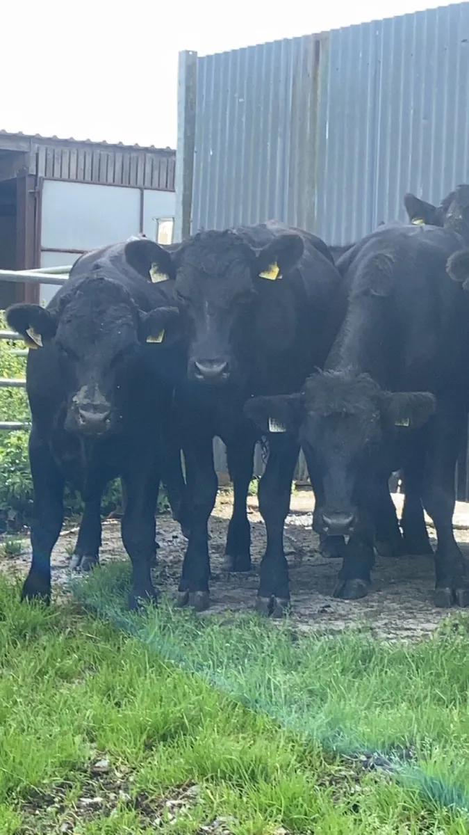 Angus bullocks for sale - Image 1