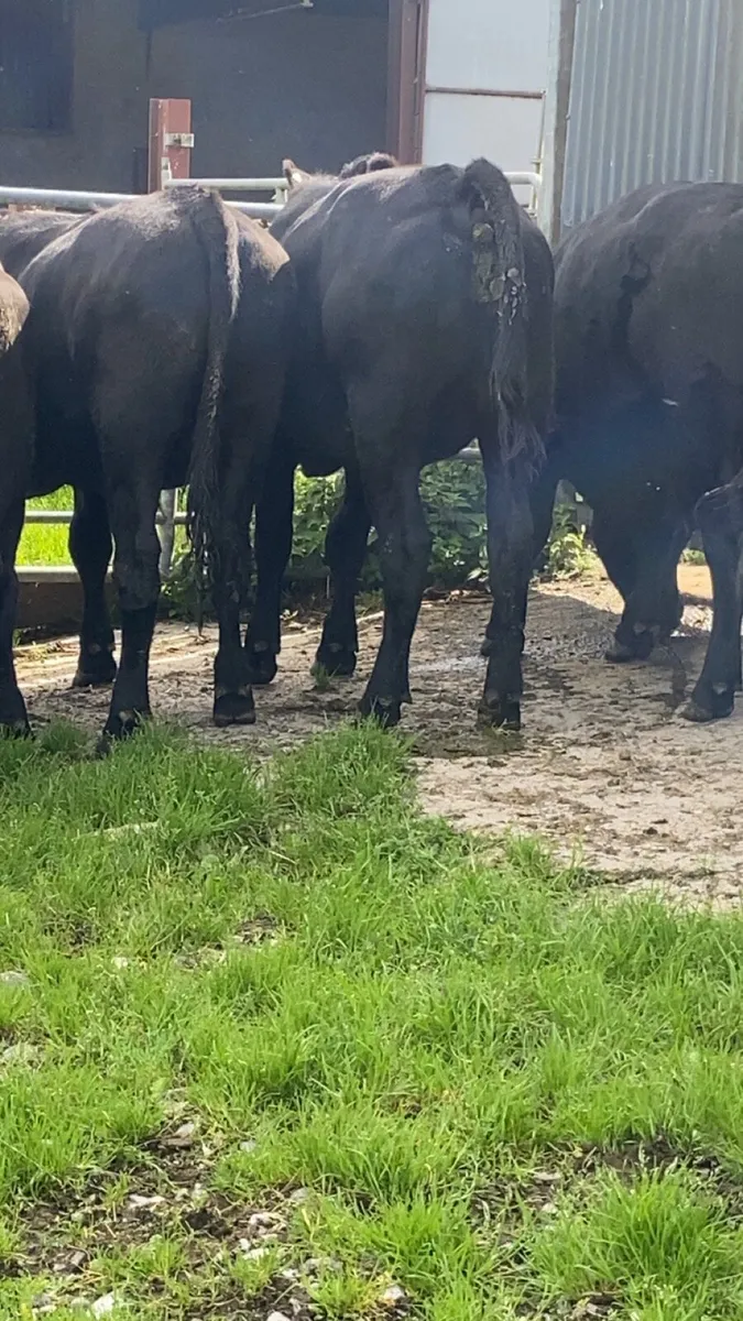 Angus bullocks for sale - Image 2