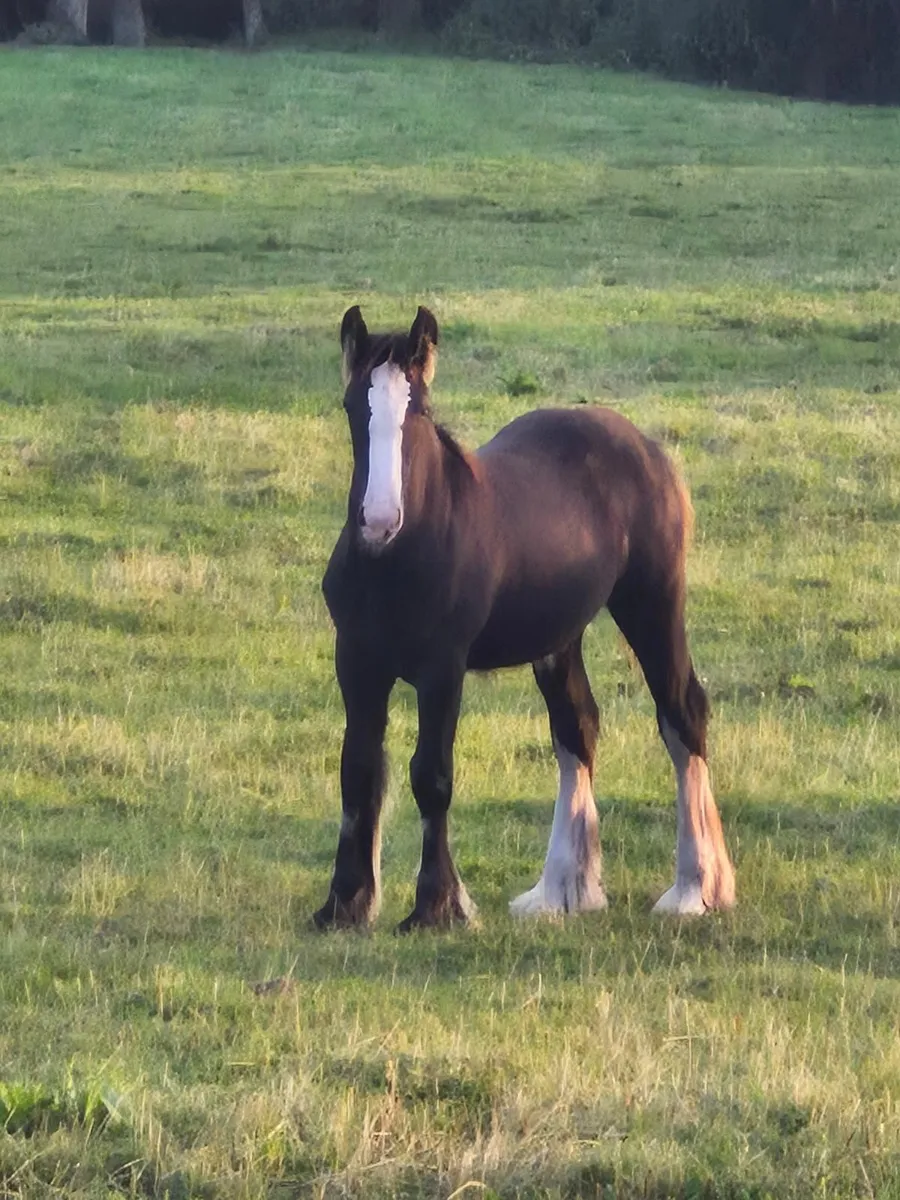 Foals - Image 4