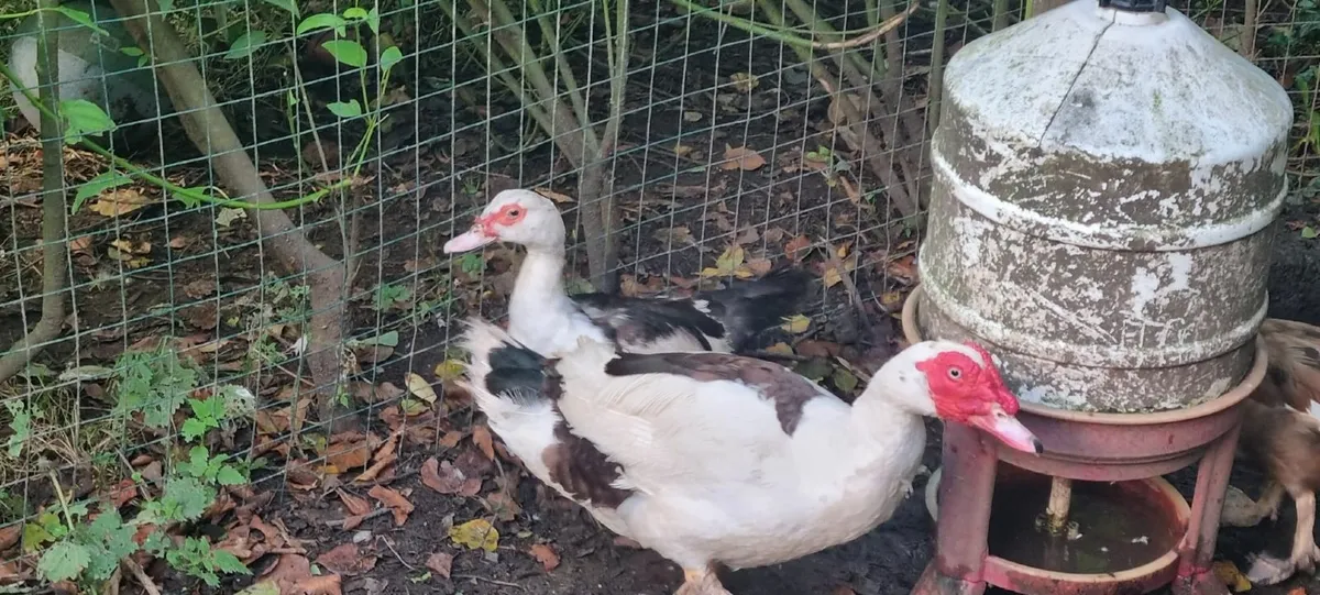 Muscovy duck and drake - Image 1