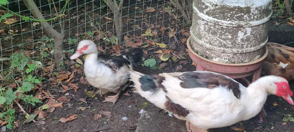 Muscovy duck and drake - Image 2