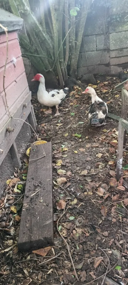 Muscovy duck and drake - Image 3