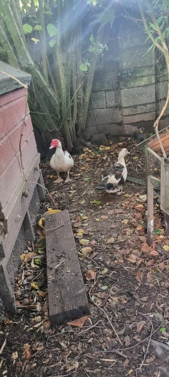 Muscovy duck and drake - Image 4