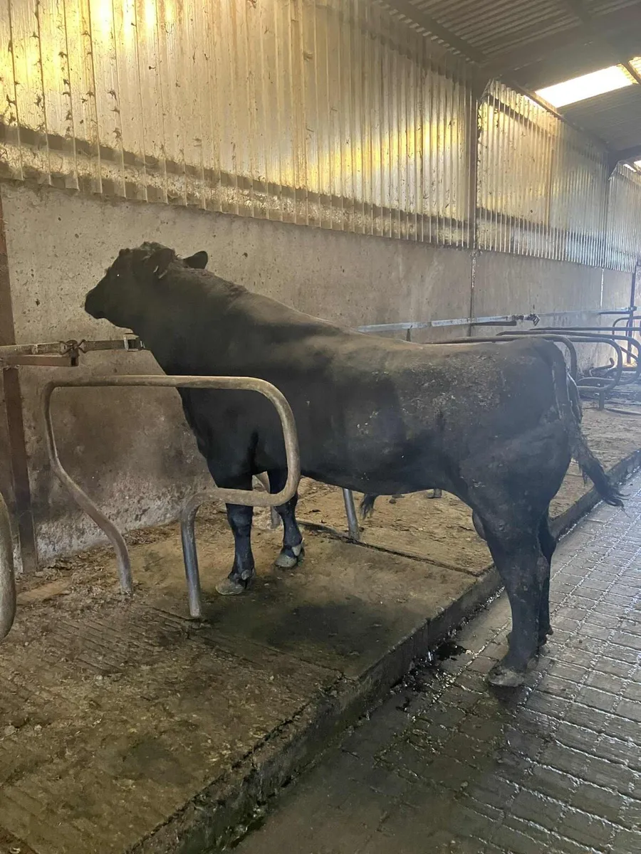 Aberdeen Angus bull - Image 1
