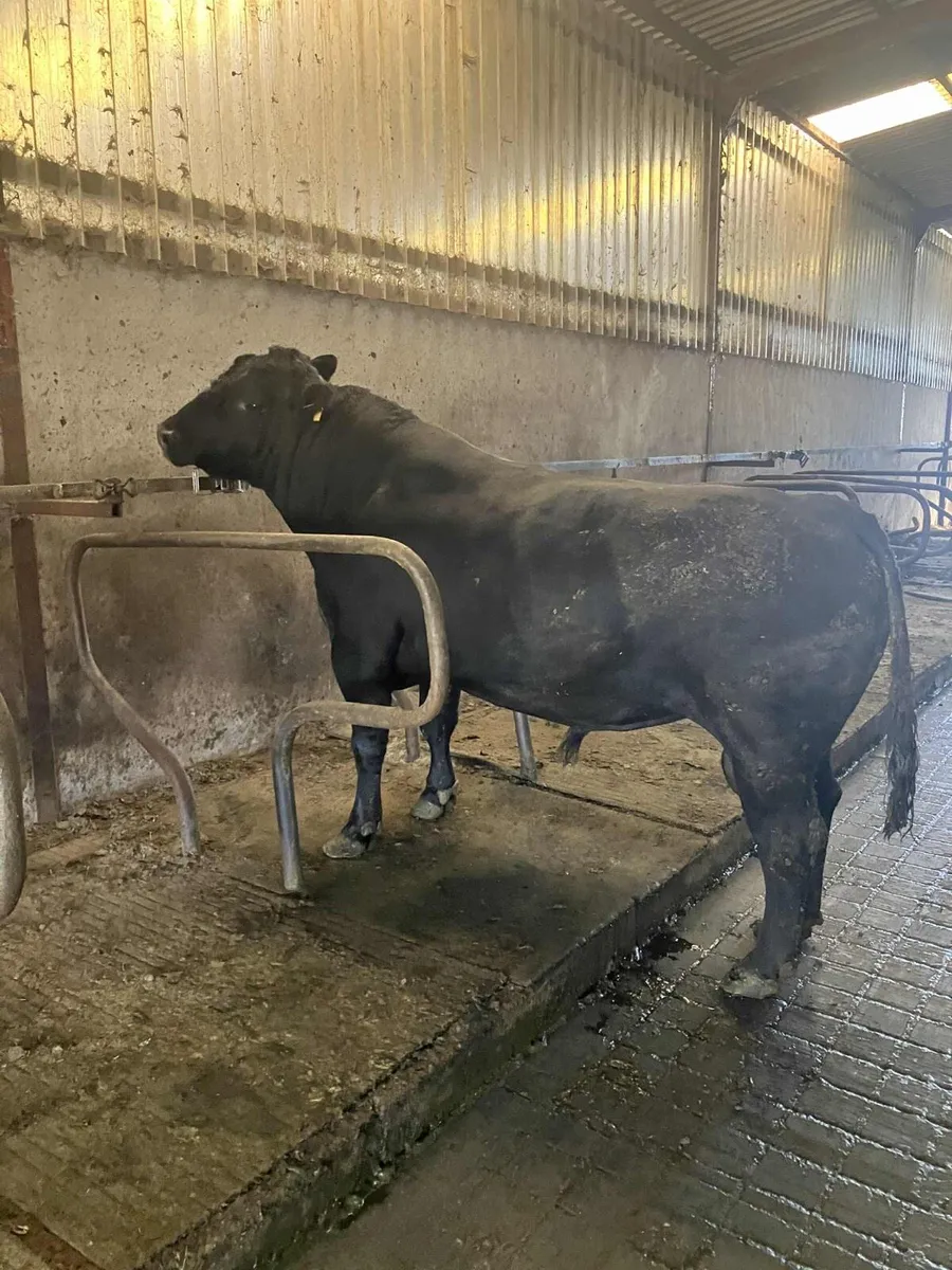 Aberdeen Angus bull - Image 2
