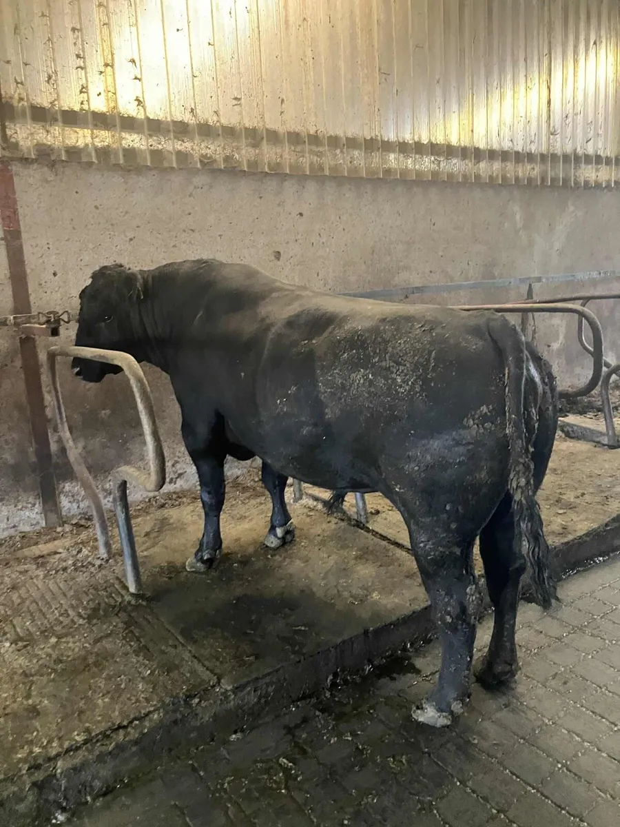 Aberdeen Angus bull - Image 3