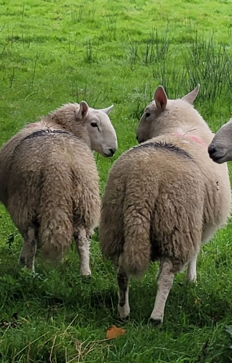 Cheviot Ram Lambs - Image 1
