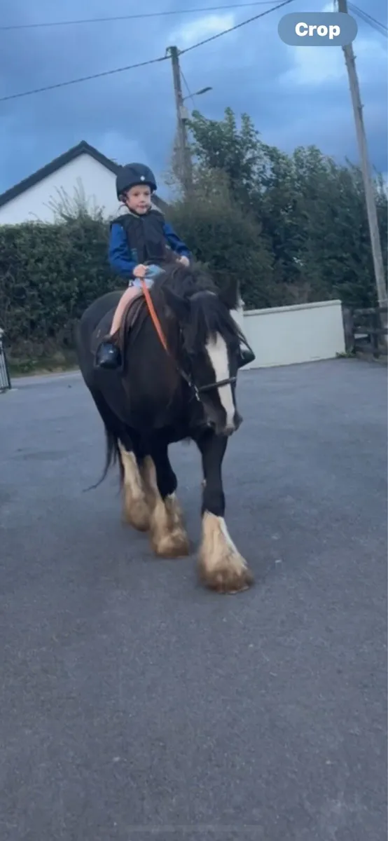 Mare bombproof videos available - Image 1