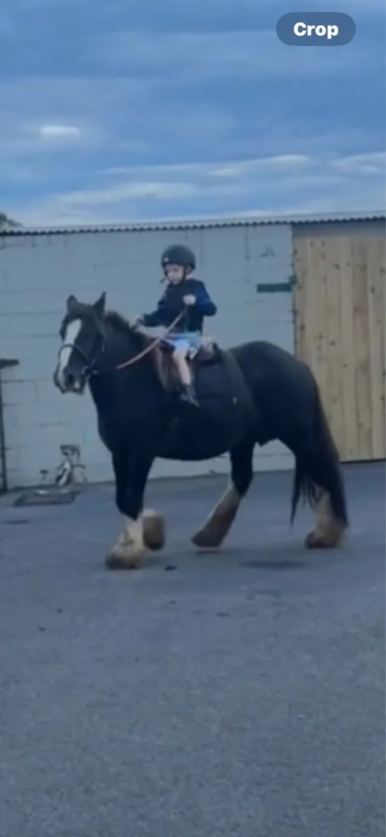 Mare bombproof videos available - Image 2