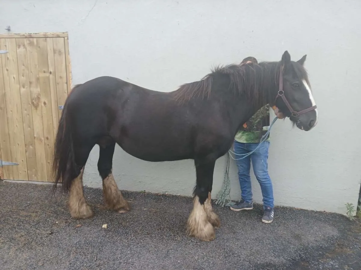 Mare bombproof videos available - Image 3