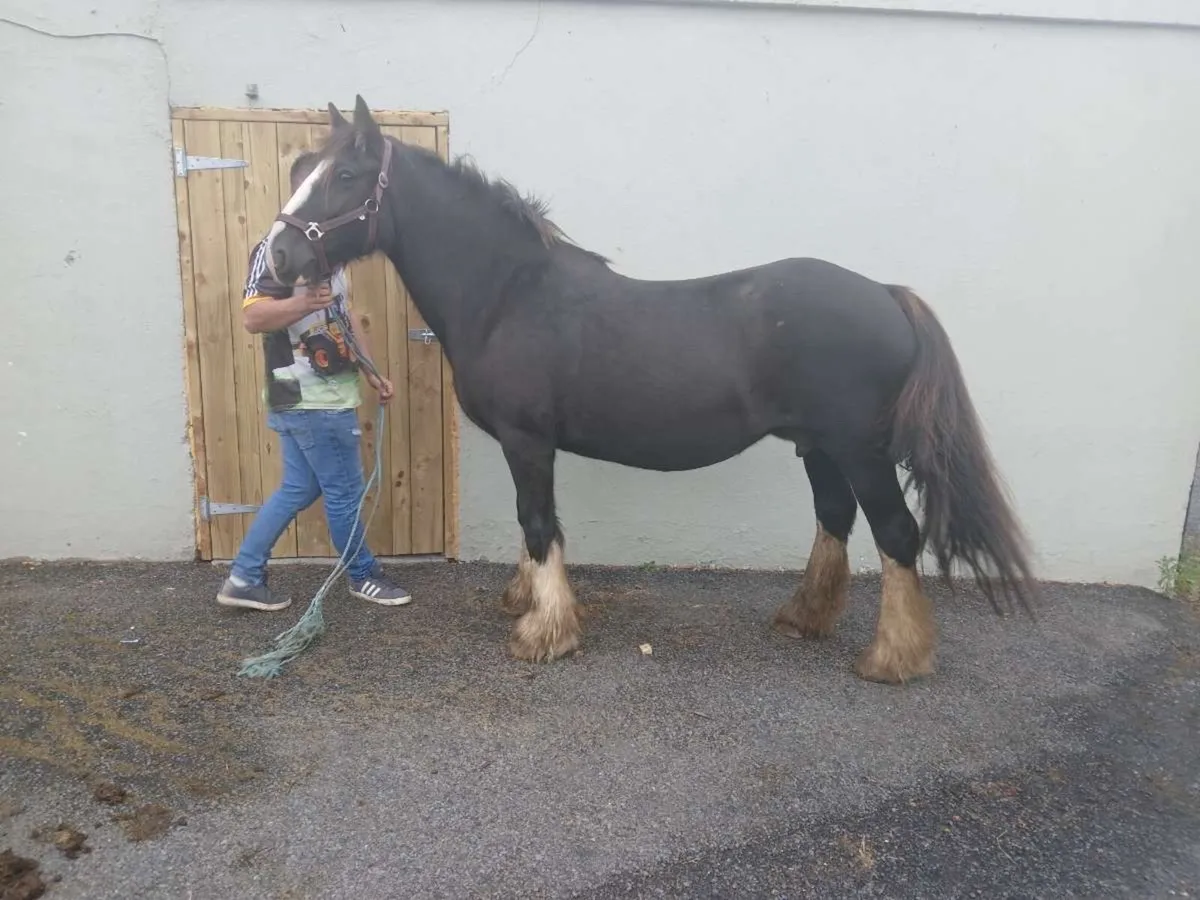 Mare bombproof videos available - Image 4