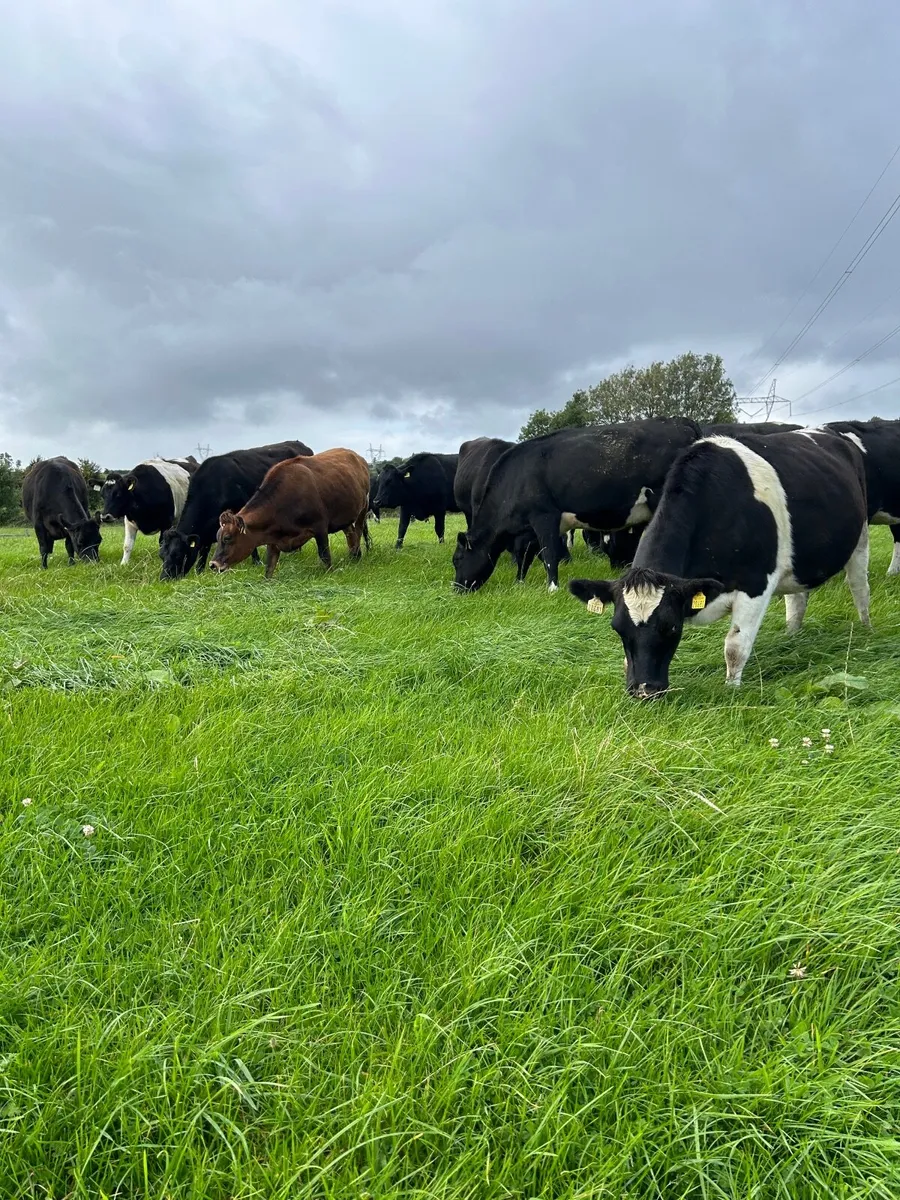In calf heifers - Image 1